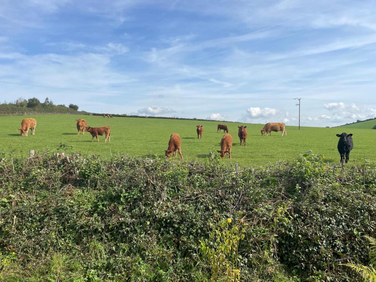 Westerley Country B & B With Exclusive Guest Lounge Buckfastleigh Exteriér fotografie